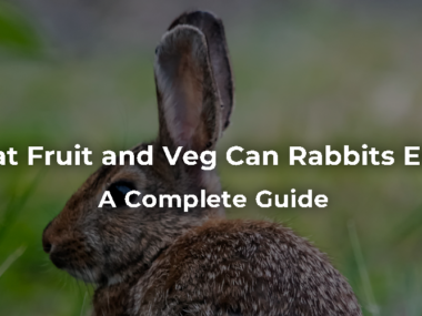 What Fruit and Veg Can Rabbits Eat: A Complete Guide