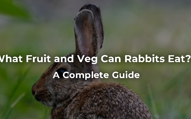 What Fruit and Veg Can Rabbits Eat: A Complete Guide