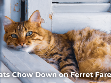 Can Cats Chow Down on Ferret Fare?