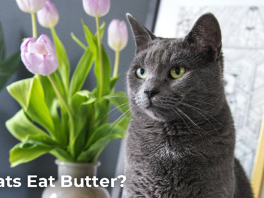 Can Cats Eat Butter?