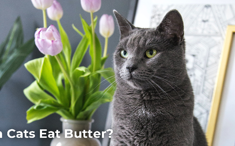 Can Cats Eat Butter?