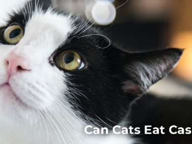 Can Cats Eat Cashews?