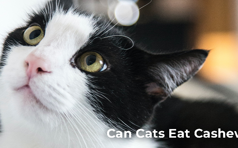 Can Cats Eat Cashews?