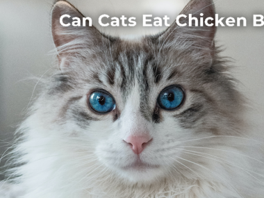 Can Cats Eat Chicken Bones?