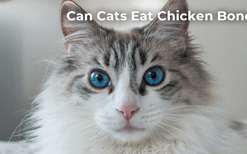 Can Cats Eat Chicken Bones?