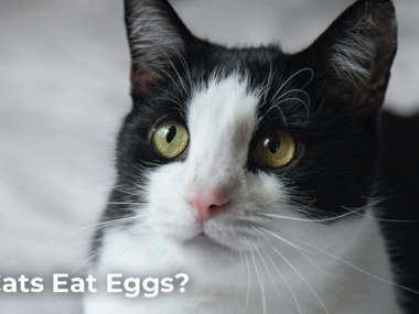 Can Cats Eat Eggs?