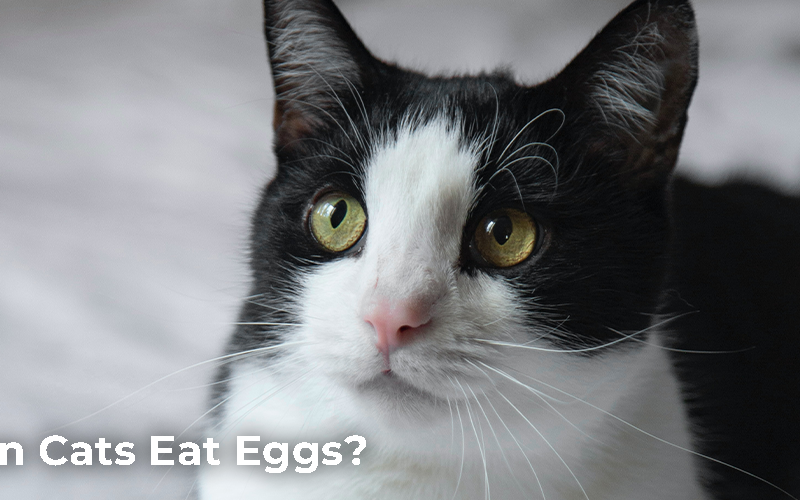 Can Cats Eat Eggs?