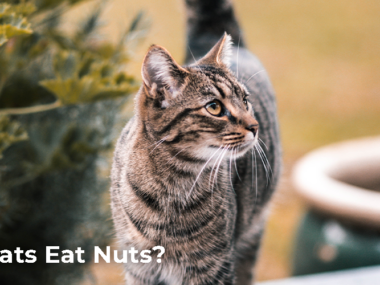 Can Cats Eat Nuts?