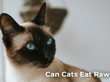 Can Cats Eat Raw Fish?