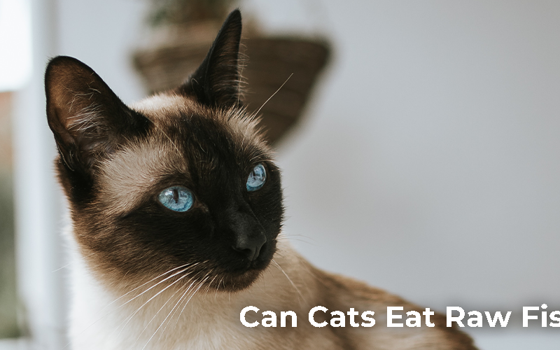 Can Cats Eat Raw Fish?