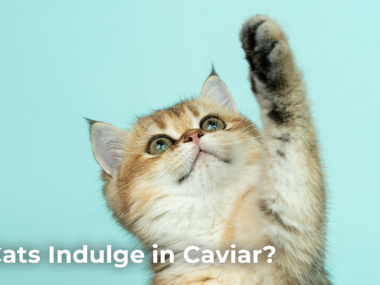 Can Cats Indulge in Caviar?