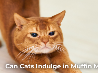 Can Cats Eat Muffins