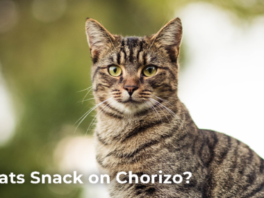 Can Cats Snack on Chorizo?