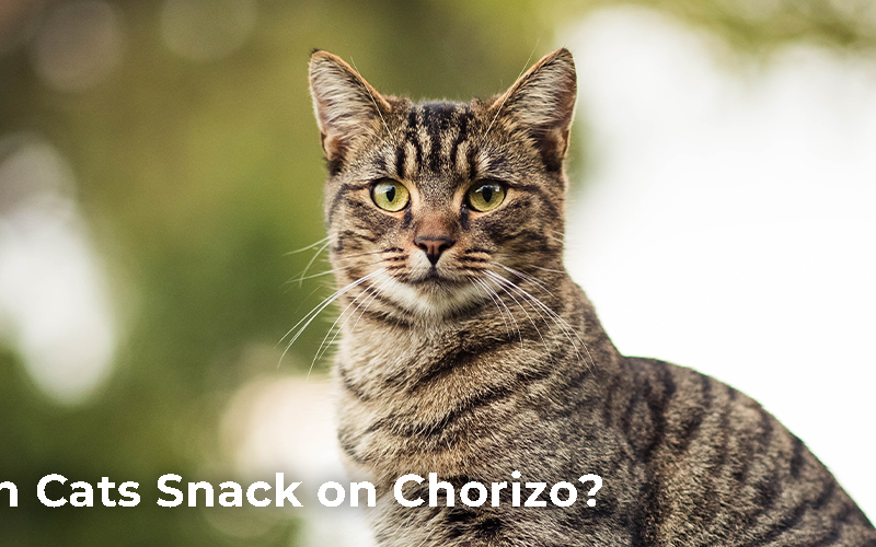 Can Cats Snack on Chorizo?