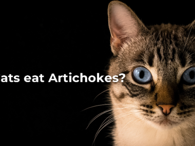 Can Cats eat Artichokes?