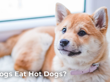 Can Dogs Eat Hot Dogs?