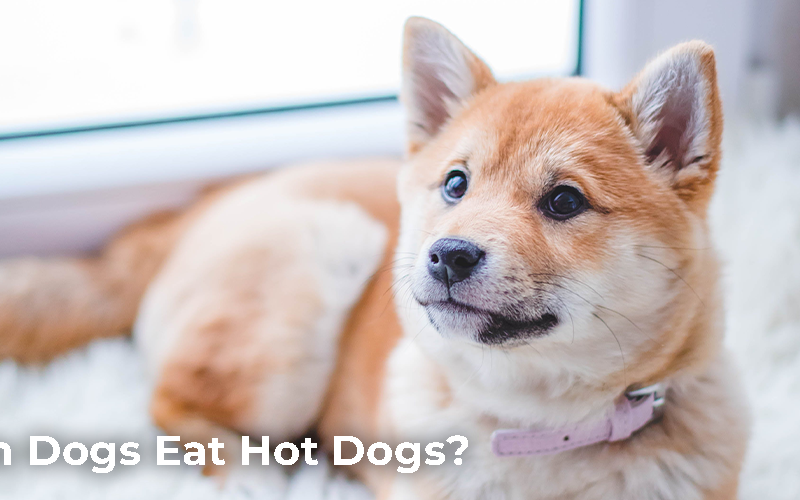 Can Dogs Eat Hot Dogs?