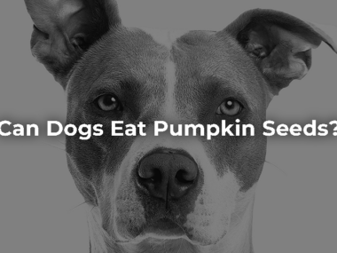 Can Dogs Eat Pumpkin Seeds?