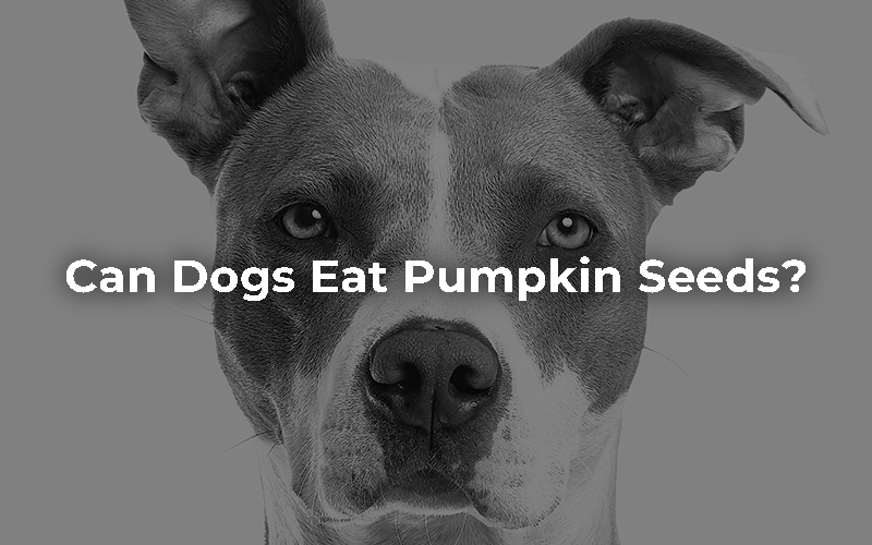 Can Dogs Eat Pumpkin Seeds?