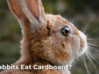 Can Rabbits Eat Cardboard?