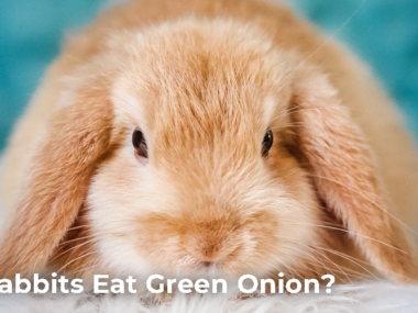 Can Rabbits Eat Green Onion?