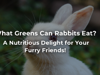 What Greens Can Rabbits Eat: A Nutritious Delight for Your Furry Friends!