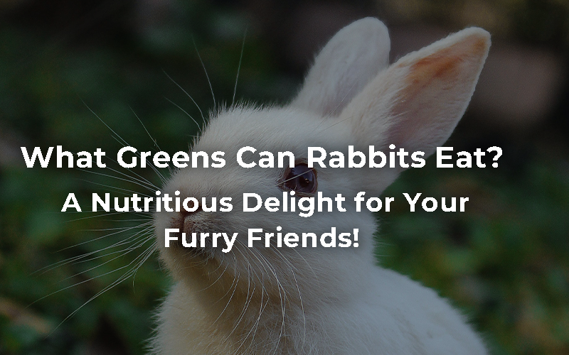What Greens Can Rabbits Eat: A Nutritious Delight for Your Furry Friends!