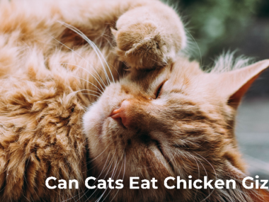 Can Cats Eat Chicken Gizzards?