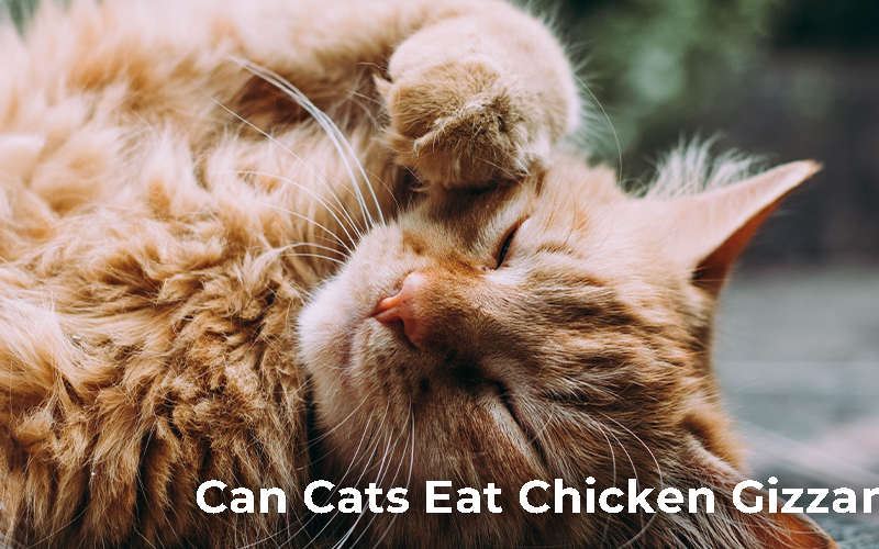 Can Cats Eat Chicken Gizzards?