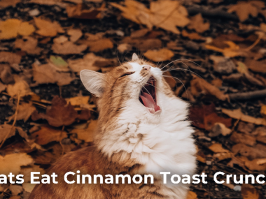 Can Cats Eat Cinnamon Toast Crunch?