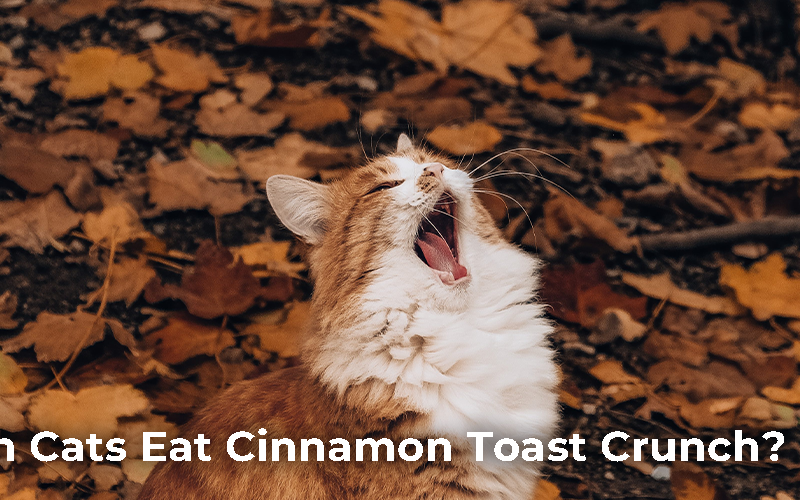 Can Cats Eat Cinnamon Toast Crunch?