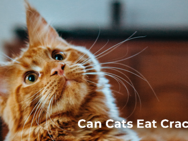 Can cats eat crackers?