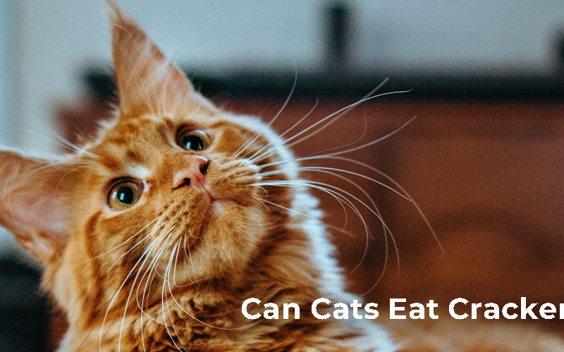 Can cats eat crackers?