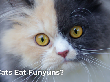 Can Cats Eat Funyuns?