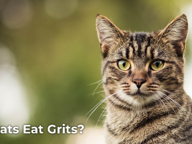 Can Cats Eat Grits?