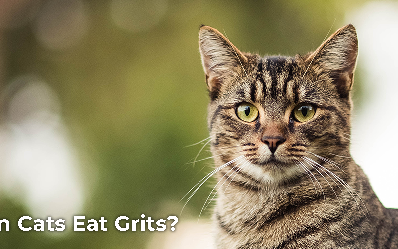 Can Cats Eat Grits?