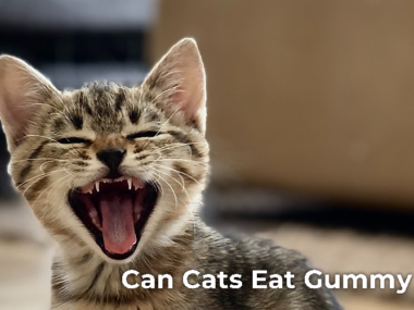 Can Cats Eat Gummy Bear?