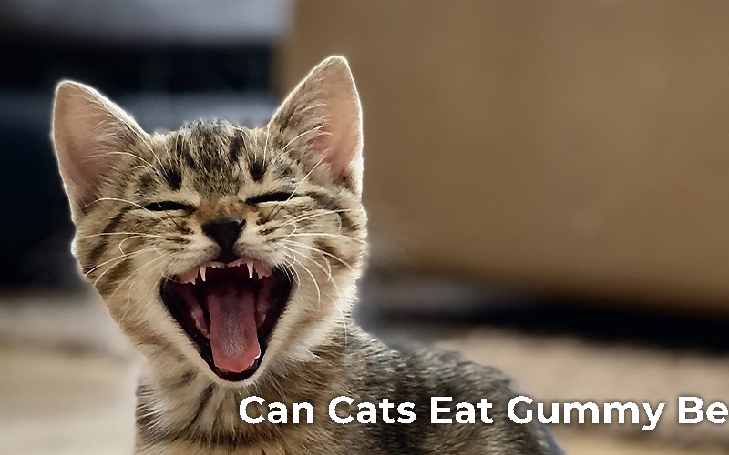 Can Cats Eat Gummy Bear?