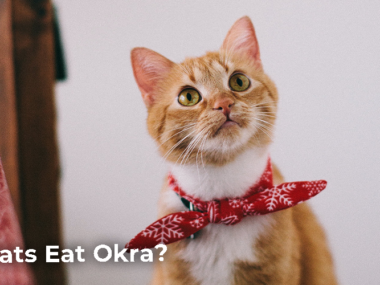 Can Cats Eat Okra?