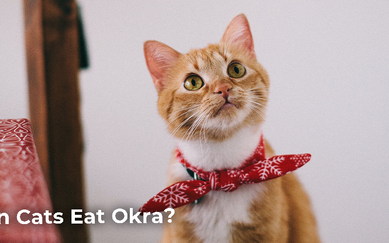 Can Cats Eat Okra?