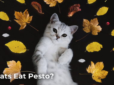 Can cats eat pesto?