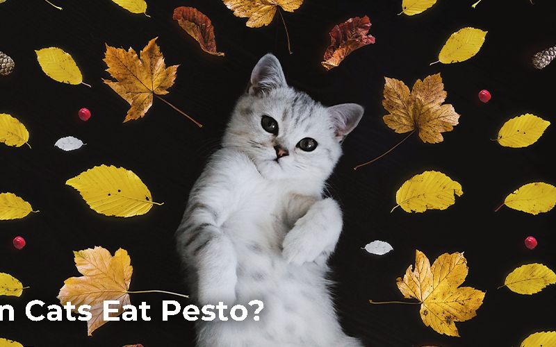 Can cats eat pesto?