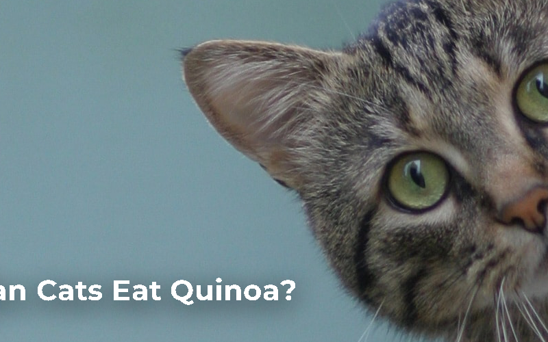 Can Cats Eat Quinoa?