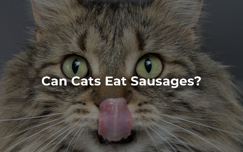Can Cats Eat Sausages?