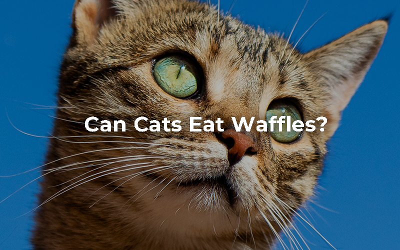 Can Cats Eat Waffles?
