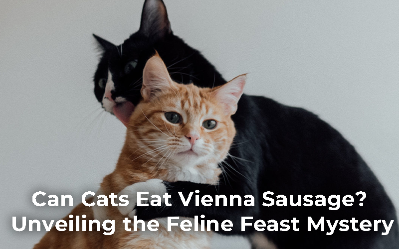 Can Cats Eat Vienna Sausage?
