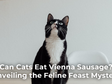 Can Cats Eat Sardines in Olive Oil?