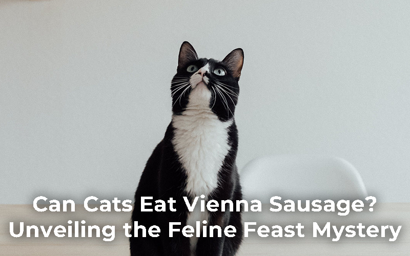 Can Cats Eat Sardines in Olive Oil?