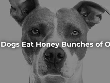 Can Dogs Eat Honey Bunches of Oats?