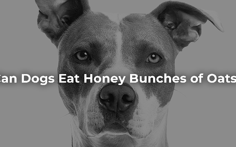 Can Dogs Eat Honey Bunches of Oats?